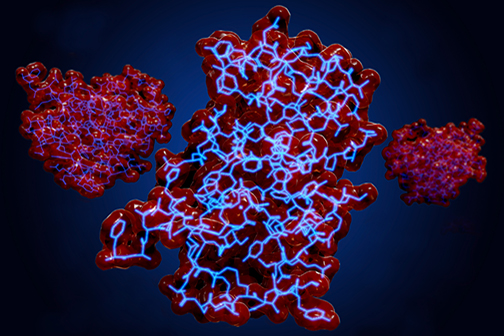 insulin molecule